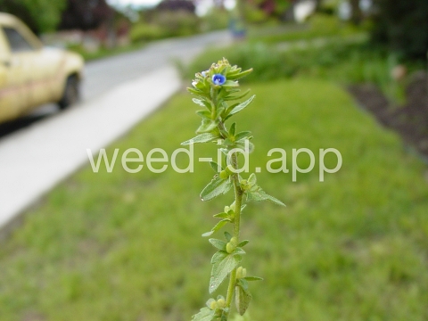 speedwell, corn